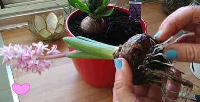 Riego de bulbos de jacintos: consejos y técnicas eficaces
