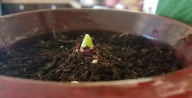 ¿Cuándo sembrar jacintos? Guía de siembra y cuidado