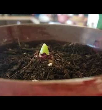 Plantar bulbos de jacintos: guía completa paso a paso